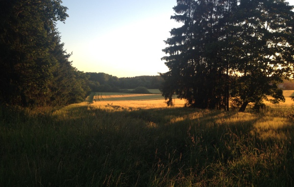 Летний пейзаж в Финляндии