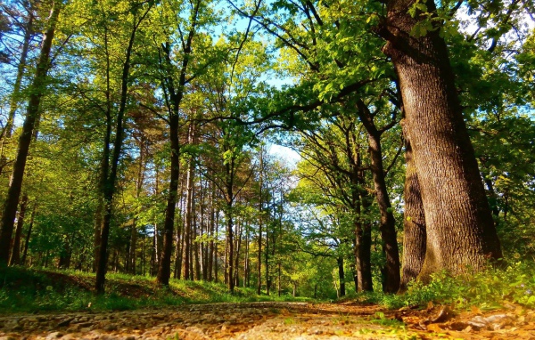 Дорога в старом лесу, Сербия