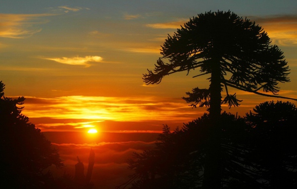 Дерево на фоне заката, Чили