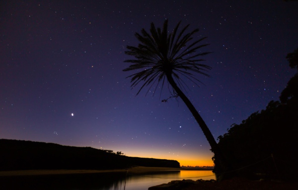 Пальма на фоне звезд в Австралии