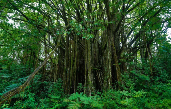 Густые заросли на Гавайях