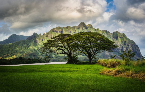 Растительность островов Гавайи