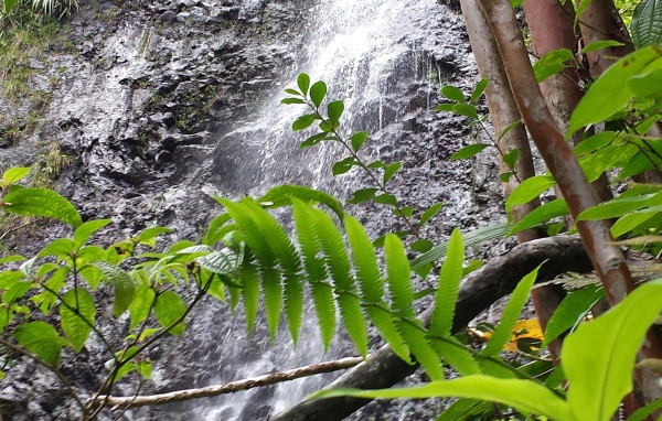 Водопад в заповеднике на Гавайях