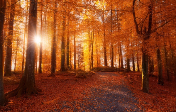 Осенний лес в Норвегии