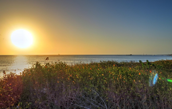 Растения на берегу моря на Арубе