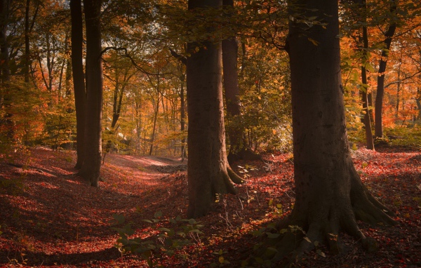 Густой лиственный лес в США