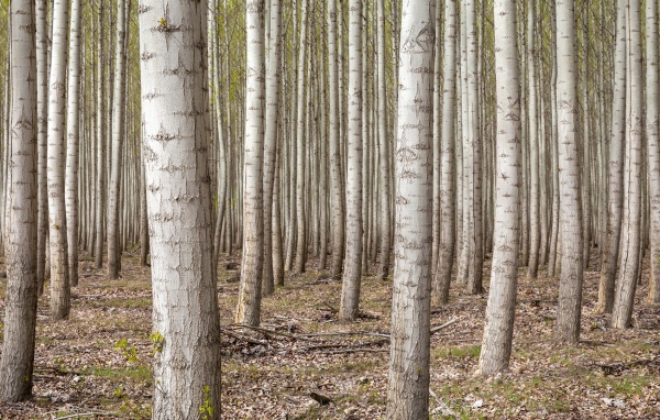 Густой лес в Орегоне