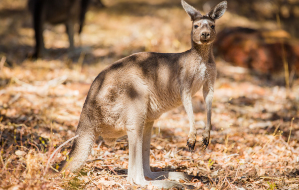Австралийский кенгуру стоит на сухой траве