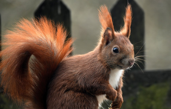 Белка с пушистым рыжим хвостом 