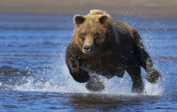 Большой медведь быстро бежит по воде