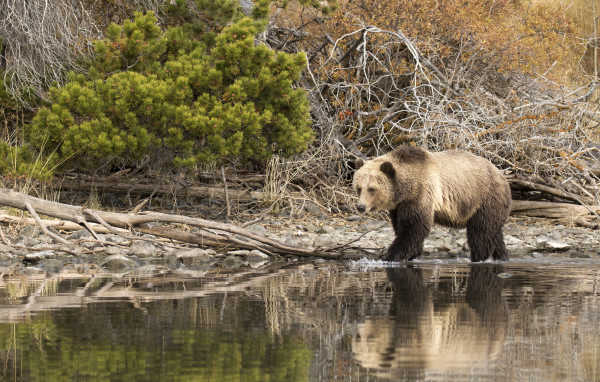 Большой бурый медведь идет по воде