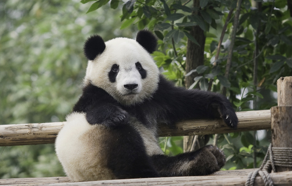 Небольшая красивая панда отдыхает 