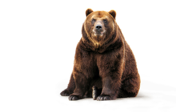 Большой бурый медведь на белом фоне 