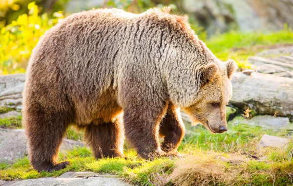 Большой бурый медведь идет по траве