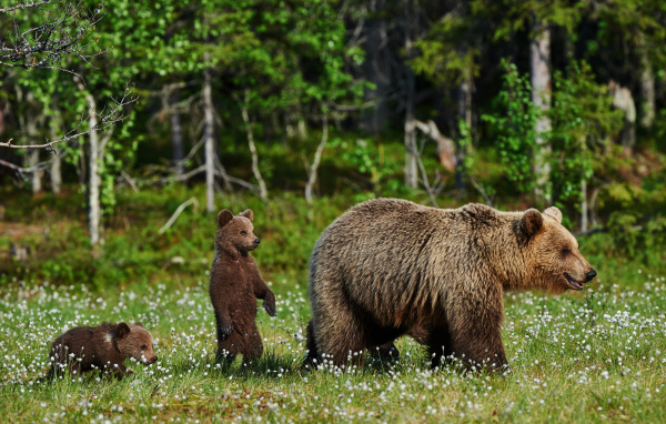 Large brown bear with cubs walking along the green grass