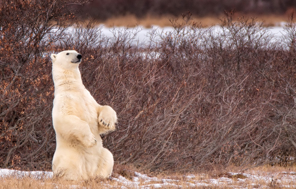 Белый медведь сидит на задних лапах