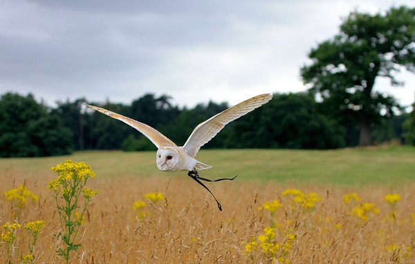 Красивая сова летит над полем