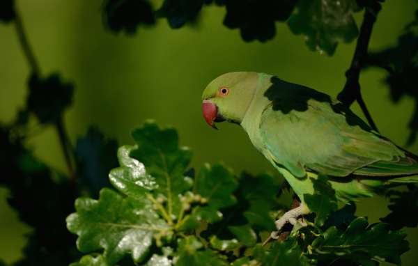 Зеленый попугай с красным клювом сидит на ветке 
