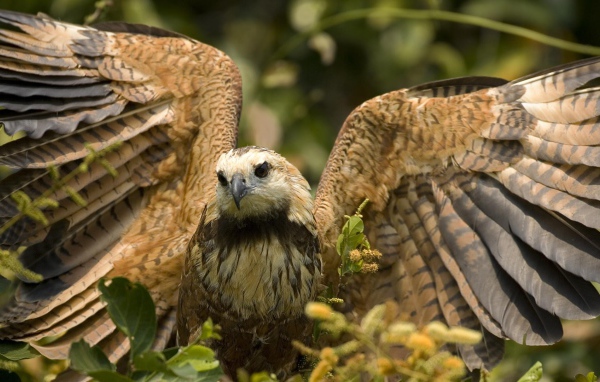 Большой хищный ястреб расправил крылья
