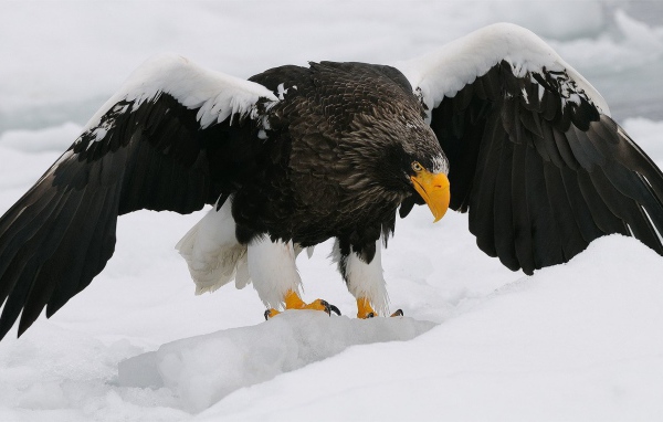 Большая птица орлан-белохвост вышел на зимнюю охоту