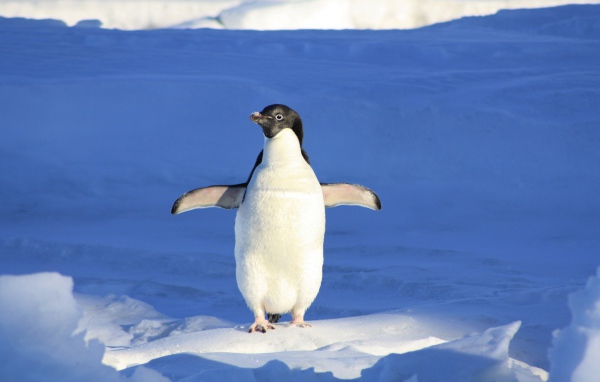 Маленький милый пингвин стоит на снегу