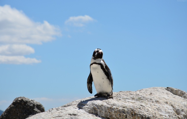 Одинокий пингвин стоит на камне