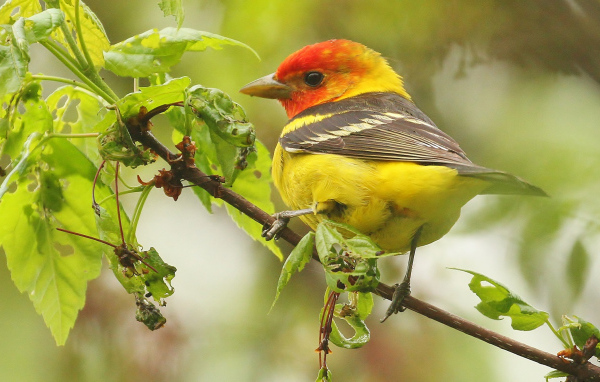 Птица красноголовая пиранга сидит на ветке 