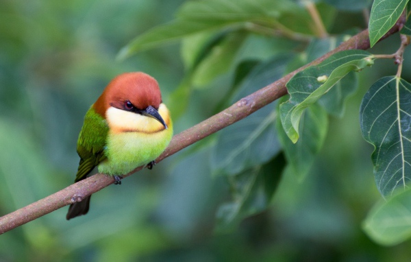 Маленькая птичка золотистая щурка сидит на ветке