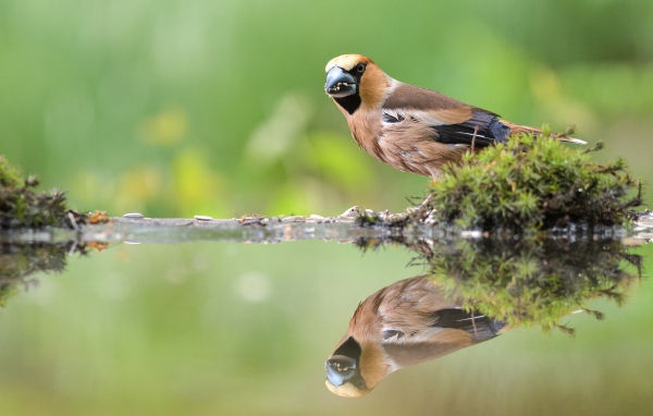 Маленькая птичка отражается в воде