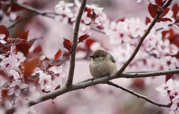 Маленький воробей на цветущей весенней ветке 