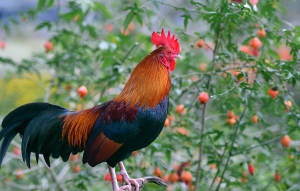 Красивый домашний петух на жердочке 