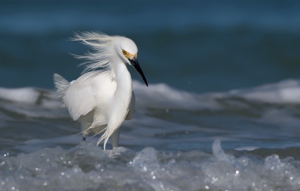Красивая белая цапля с черным клювом в воде 