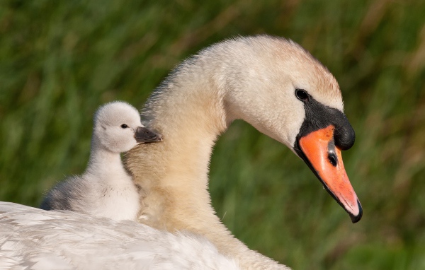 Красивые белый лебедь шипун с маленьким птенцом