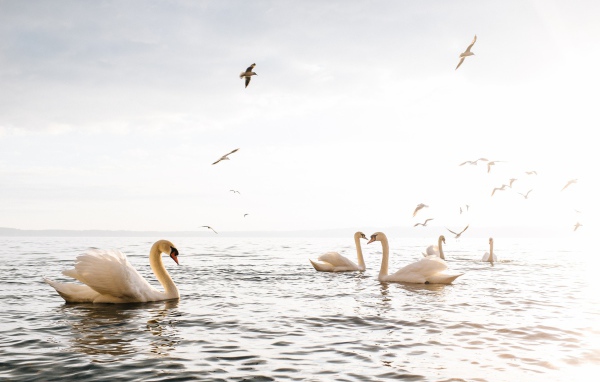 Красивые белые лебеди - шипуны плавают в озере