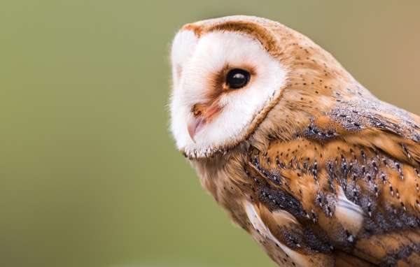 Большая красивая сова крупным планом