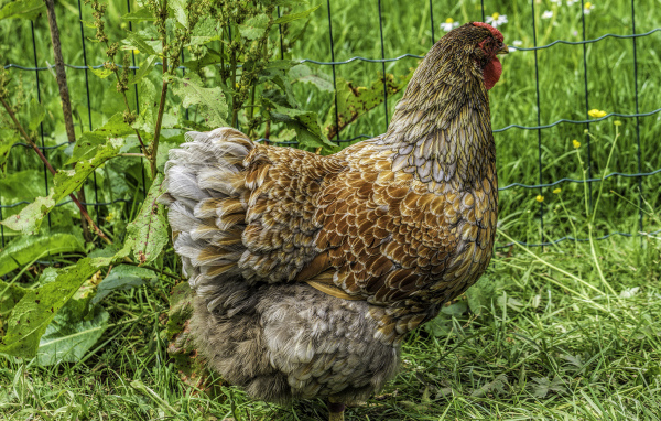 Большая домашняя курица на зеленой траве  