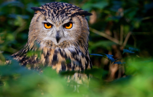 Большая сова с красивыми желтыми глазами