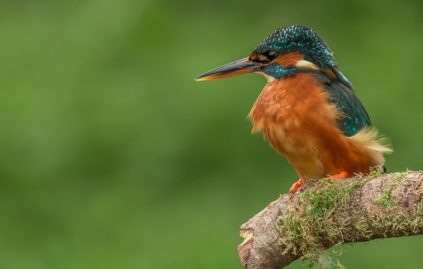 Птица зимородок сидит на ветке дерева