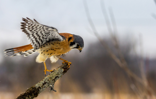 Хищная птица сокол сидит на ветке 