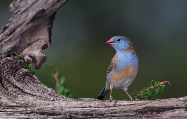 Птица с голубыми перьями на дереве 