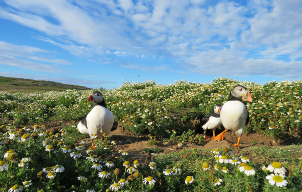 Птицы тупики на ромашковом поле под голубым небом