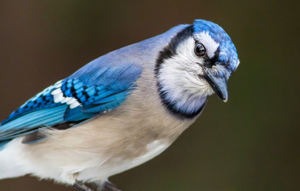 Голубая сойка крупным планом
