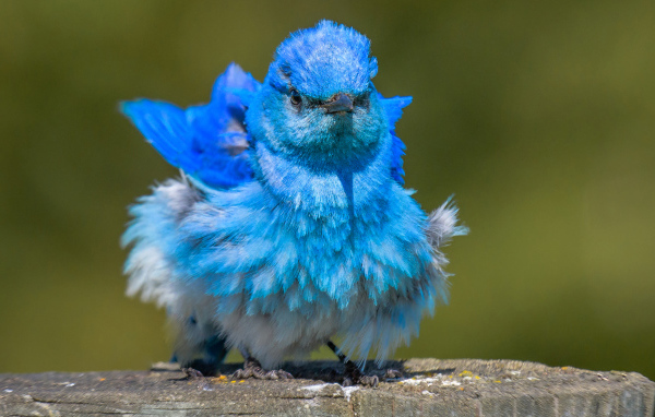 Голубая маленькая птичка Сиалия 