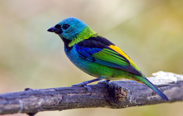 Яркая  птица танагра на ветке 