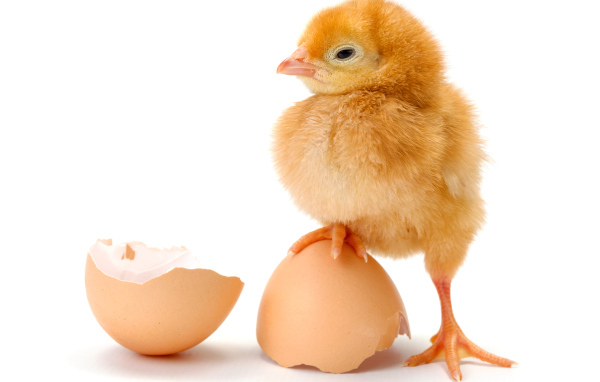 Цыпленок с разбитой яичной скорлупой на белом фоне