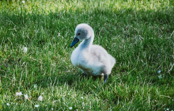 Милый маленький птенец лебедя на зеленой траве 
