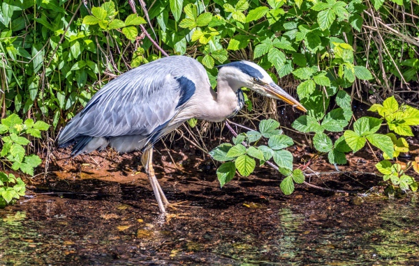 Серая цапля охотится в воде