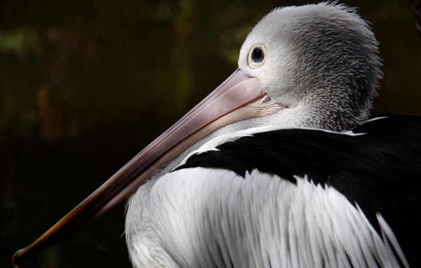 Большой австралийский пеликан крупным планом