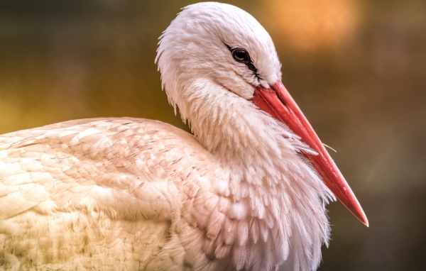 Большой белый аист с красным клювом 