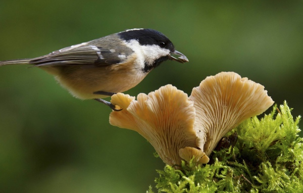 Маленькая синица сидит на грибе